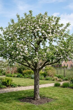 Malus domestica 'Sterappel' Basse-tige