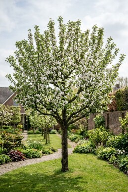 Malus domestica 'Sterappel' Basse-tige