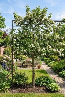 Malus domestica 'Santana' Arbre à palisser