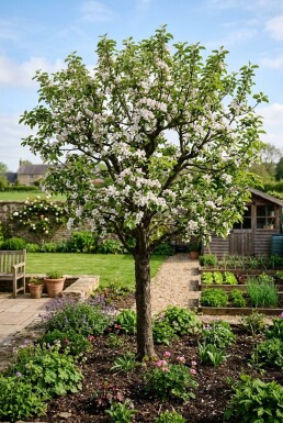 Malus domestica 'Summerred'