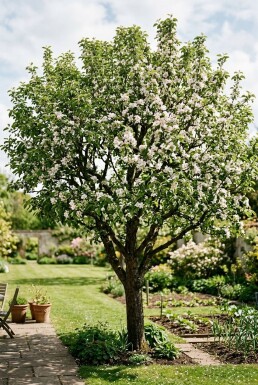 Malus domestica 'Summerred'