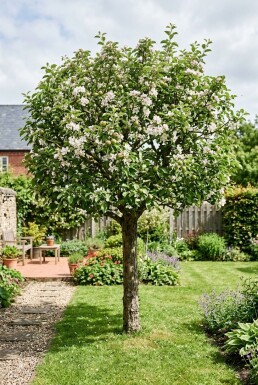 Malus domestica 'Summerred' Basse-tige