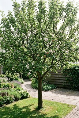Malus domestica 'Summerred' Basse-tige