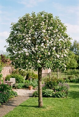 Malus domestica 'Sweet Love' Basse-tige