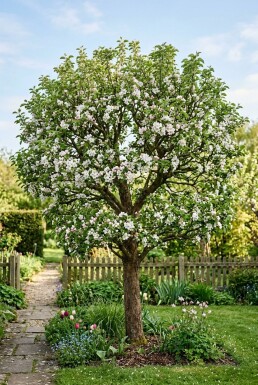Malus domestica 'Topaz'