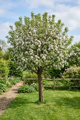 Malus domestica 'Topaz'