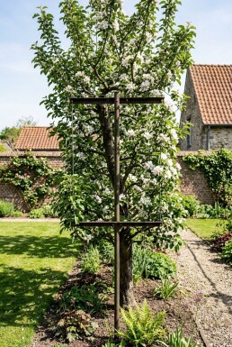 Malus domestica 'Topaz' Support à palisser