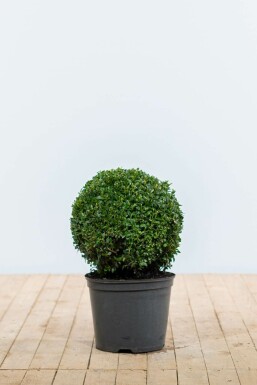 Buis / Buis en Boule 30-40 cm