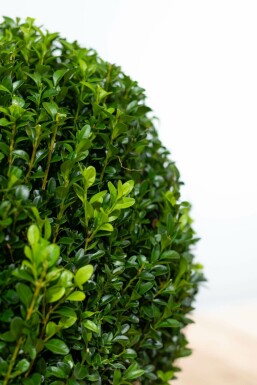 Buis toujours vert Buxus sempervirens Boule 30-40 Motte Buis / Buis en Boule 30-40 cm