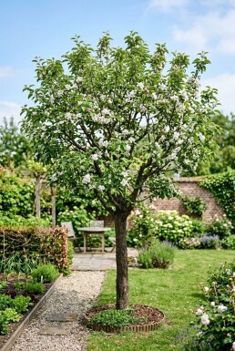 Malus domestica 'Topaz' Basse-tige