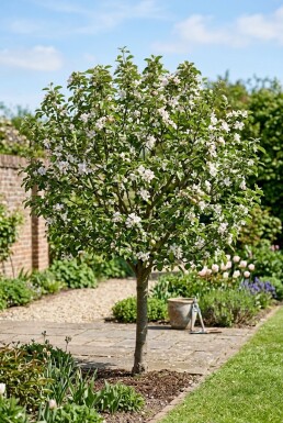 Malus domestica 'Topaz' Basse-tige