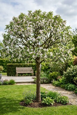 Malus 'John Downie' Demi-tige