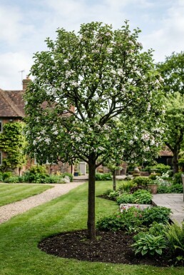Malus 'John Downie' Demi-tige