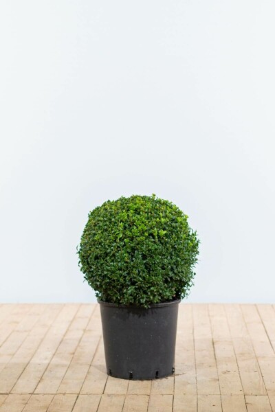 Buis / Buis en Boule 40-50 cm