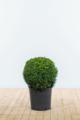 Buis toujours vert Buxus sempervirens Boule 40-50 Motte Buis / Buis en Boule 40-50 cm