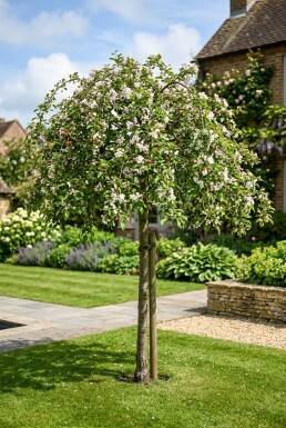 Malus 'Red Jade' Demi-tige