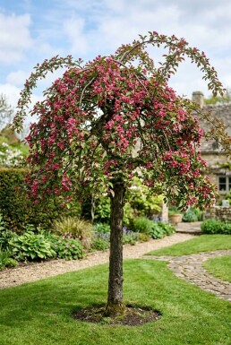 Malus 'Royal Beauty' Demi-tige