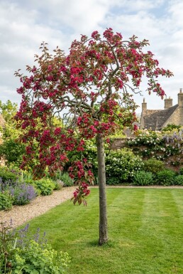 Malus 'Royal Beauty' Demi-tige