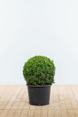 Buis / Buis en Boule 50-60 cm