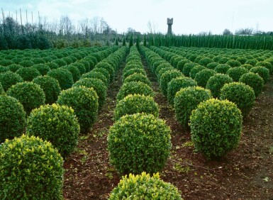 Buis / Buis en Boule 50-60 cm