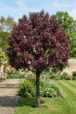 Malus 'Royalty' Demi-tige