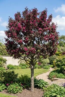 Malus 'Royalty' Demi-tige
