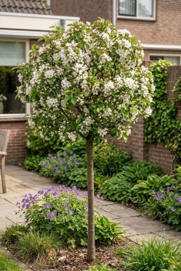 Malus toringo 'Tina' sur tige