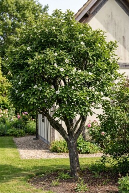 Mespilus germanica