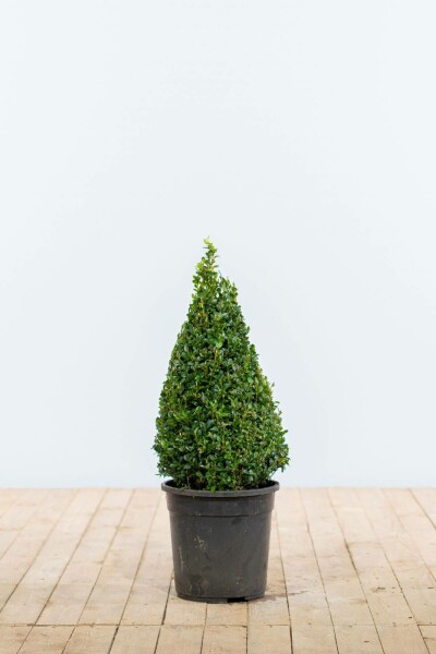 Buis / Buis Pyramide 50-60 cm