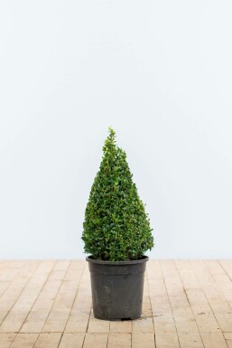 Buis toujours vert Buxus sempervirens Pyramide 50-60 Motte Buis / Buis Pyramide 50-60 cm