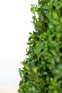 Buis toujours vert Buxus sempervirens Pyramide 50-60 Motte Buis / Buis Pyramide 50-60 cm