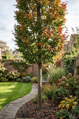 Parrotia persica 'Persian Spire' Demi-tige