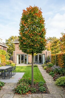 Parrotia persica 'Persian Spire' Demi-tige