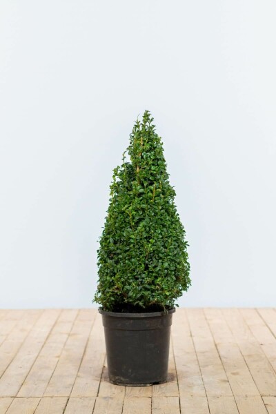 Buis / Buis Pyramide 60-70 cm