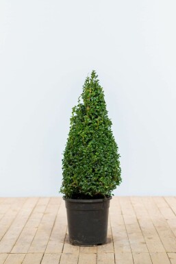 Buis toujours vert Buxus sempervirens Pyramide 60-70 Motte Buis / Buis Pyramide 60-70 cm