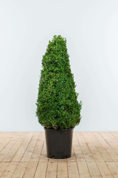 Buis / Buis Pyramide 80-90 cm