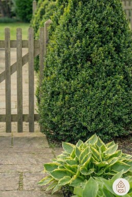 Buis / Buis Pyramide 90-100 cm