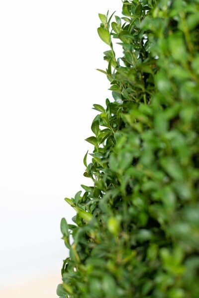 Buis toujours vert Buxus sempervirens Haie 20-30 Pot Buis / Buxus Sempervirens Haie 20-30 cm