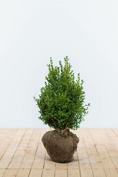Buis / Buxus Sempervirens Haie 40-50 cm