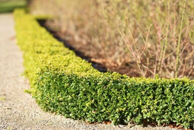 Buis / Buxus Sempervirens Haie 40-50 cm