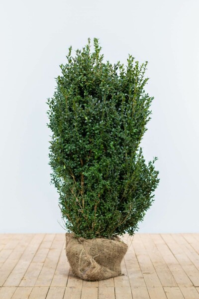 Buis / Buxus Sempervirens Haie 100-125 cm
