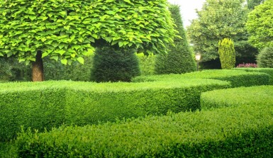 Buis / Buxus Sempervirens Haie 100-125 cm