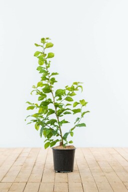 Charme commun Carpinus betulus Haie 60-80 Pot Charme Commun Carpinus Betulus 60-80 cm