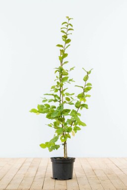 Charme commun Carpinus betulus Haie 80-100 Pot Charme Commun Carpinus Betulus 80-100 cm