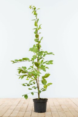 Charme commun Carpinus betulus Haie 100-125 Pot Charme Commun Carpinus Betulus 100-125 cm