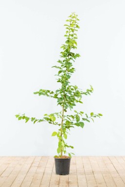 Charme commun Carpinus betulus Haie 125-150 Pot Charme Commun Carpinus Betulus 125-150 cm