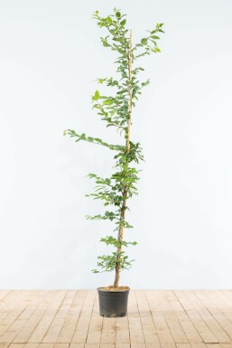 Charme commun Carpinus betulus Haie 150-175 Pot