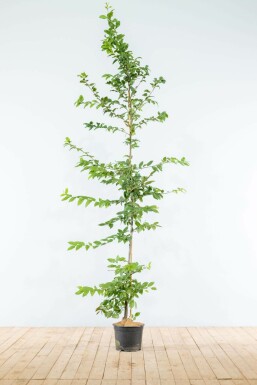 Charme commun Carpinus betulus Haie 175-200 Pot Charme Commun Carpinus Betulus 175-200 cm