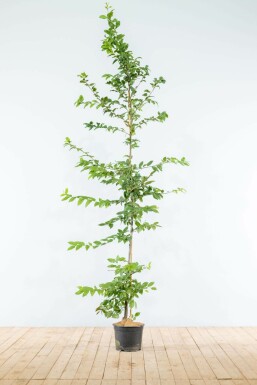 Charme commun Carpinus betulus Haie 175-200 Pot