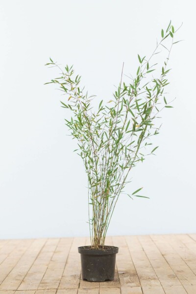 Bambou Rouge / Fargesia Jiuzhaigou 60-80 cm